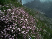 55 Silene a cuscinetto  (Silene acaulis) con vista in Mandrone 